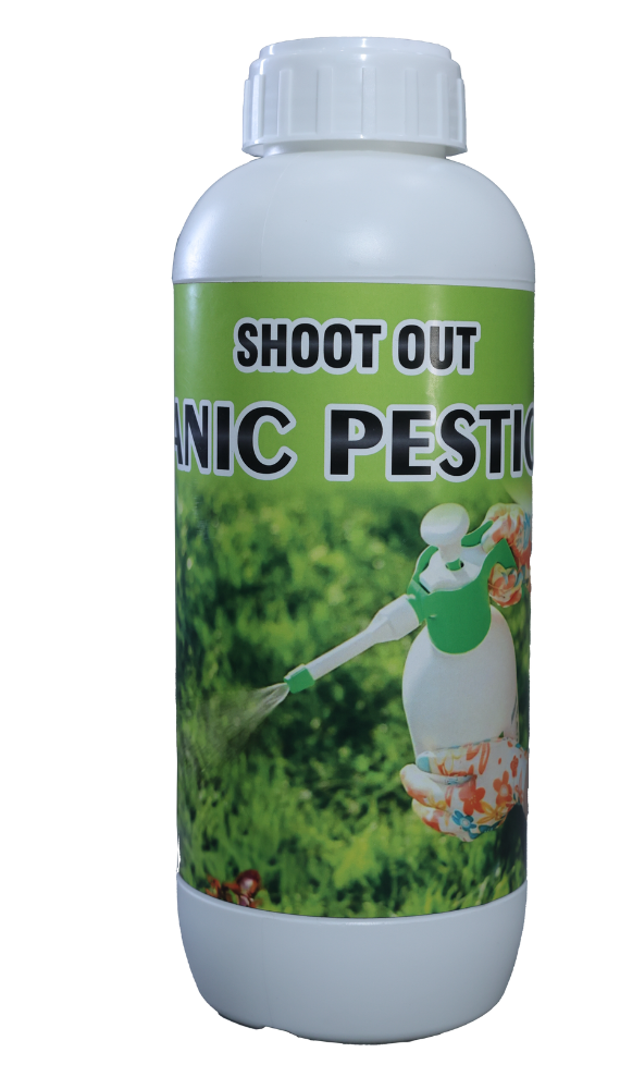 SHOOT OUT