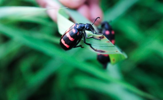 Red and Black Beetle on a Leaf