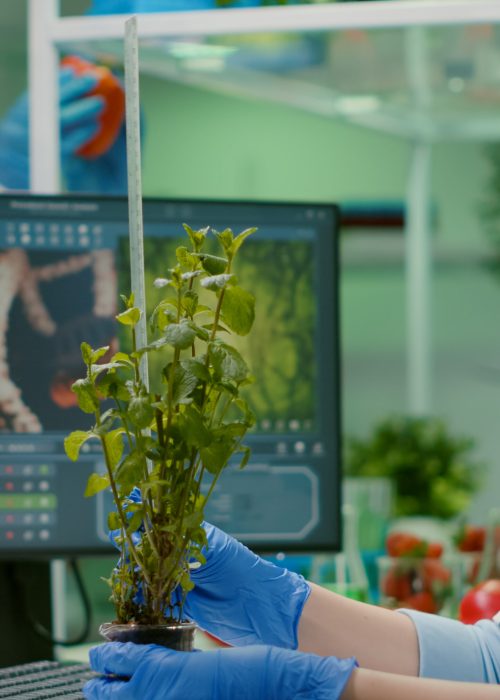 Researcher woman measuring eco sapling while observing biological transformation. Scientist biologist examining genetic mutation on plants, working in biotechnology laboratory